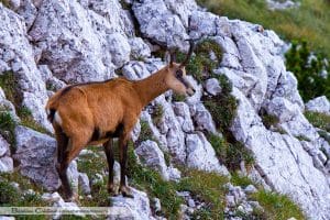 Animalele protejate din Munții Carpați