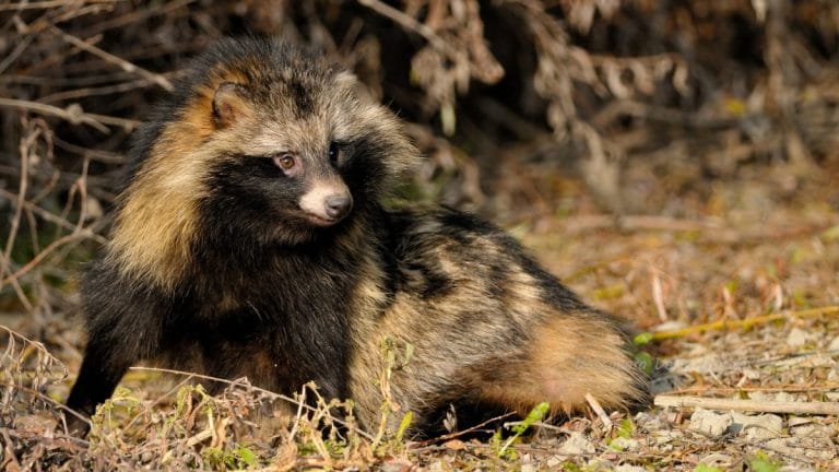 Mamifere și amfibieni ai Canalului Crișan – Caraorman