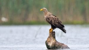 Vulturul codalb pe Canalul Crișan – Caraorman