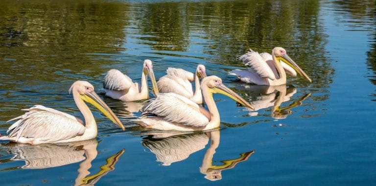 Ghid turistic Delta Dunării – Coloniile de pelicani ghid turistic coloniile de pelicani din Delta Dunării